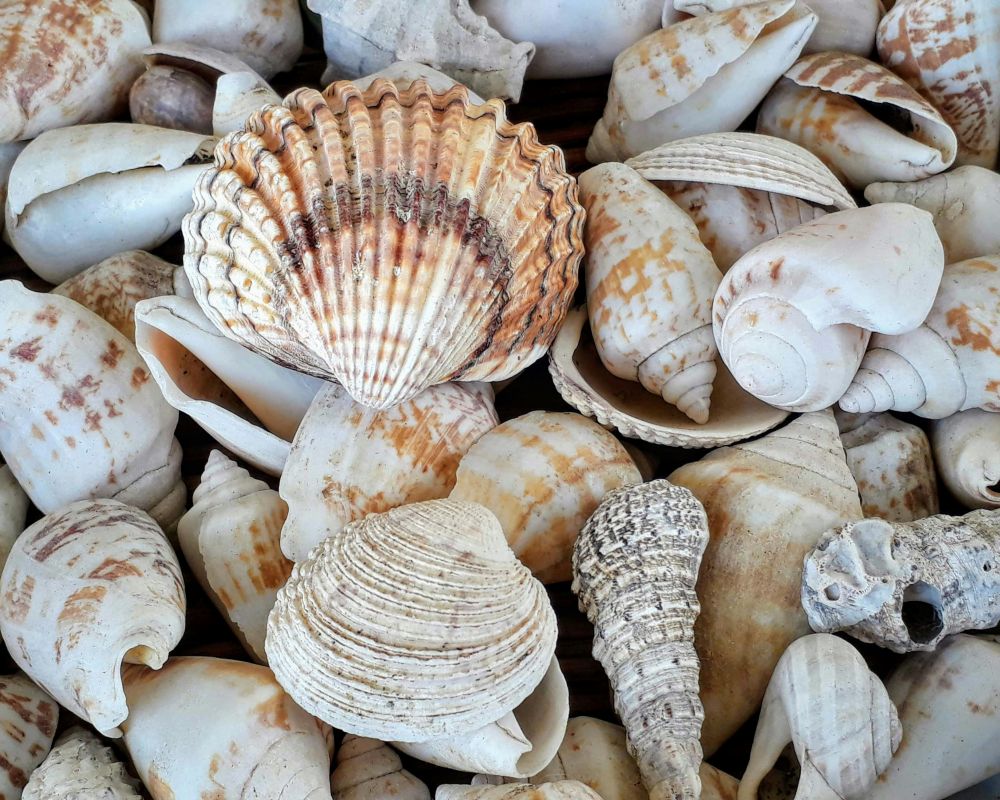 Zdjęcie muszli i muszelek