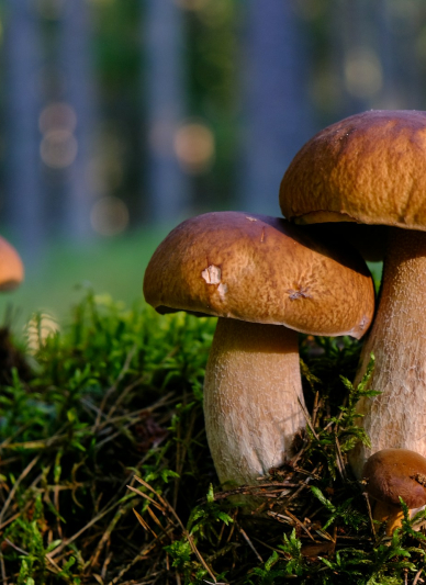 Grzyby i ich lecznicze właściwości. Warsztaty prozdrowotne dla dorosłych