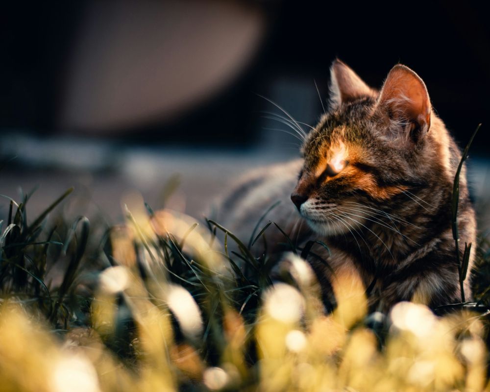 Kot ze świecącymi oczami