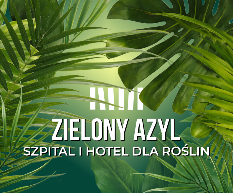 rośliny w doniczkach