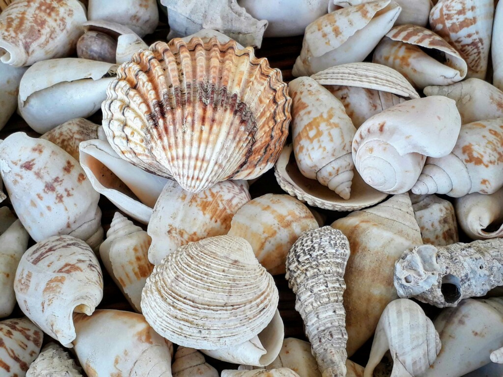 Zdjęcie muszli i muszelek