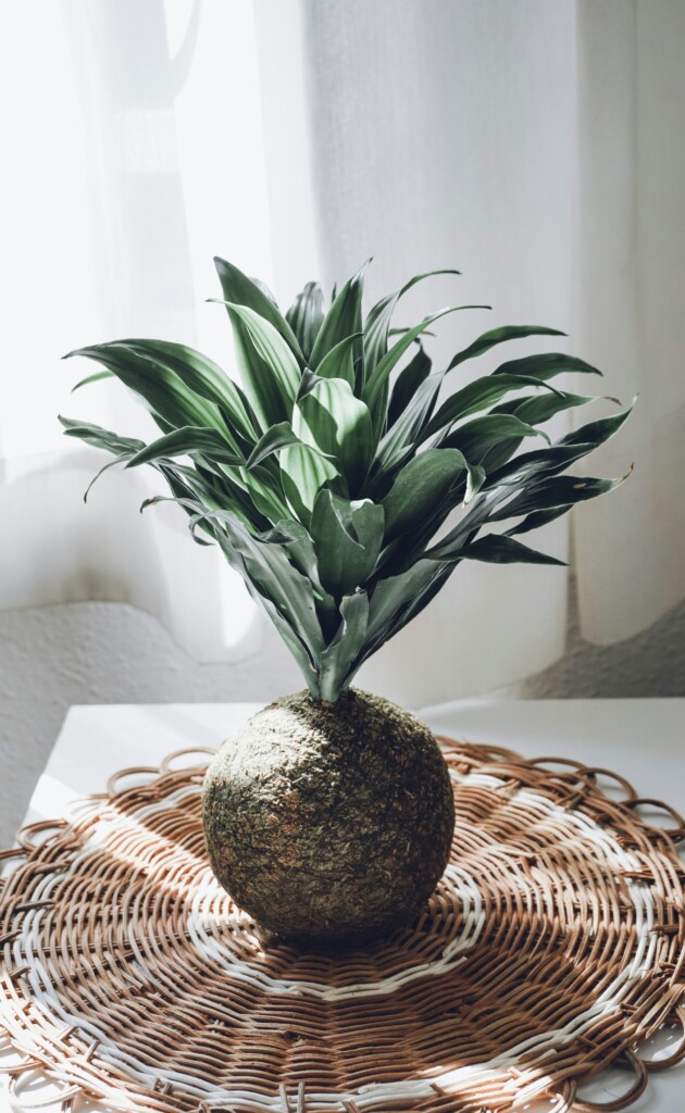 f18 kokedama