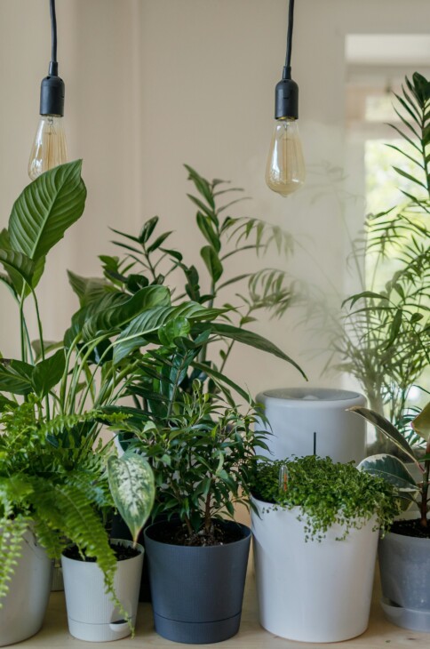 rośliny w doniczkach