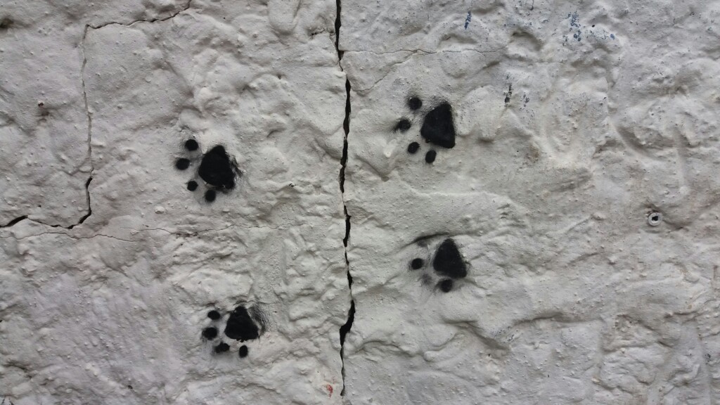 ślady łapek psa/wilka
